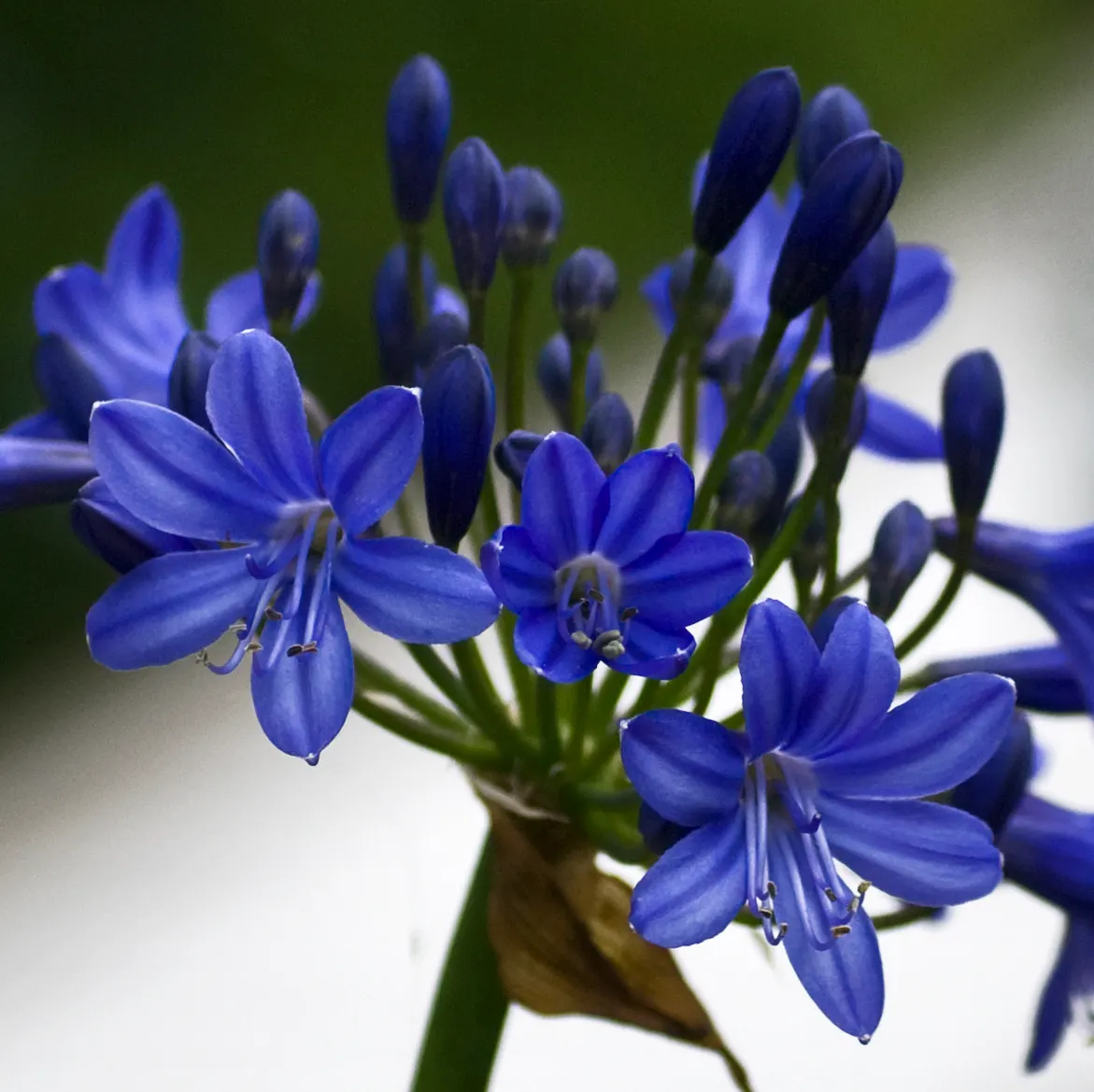 Lily Of The Nile (Agapanthus Praecox Orientalis) — Incorporate organic matter to enrich nutrient content; regular watering will ensure optimal, image 136