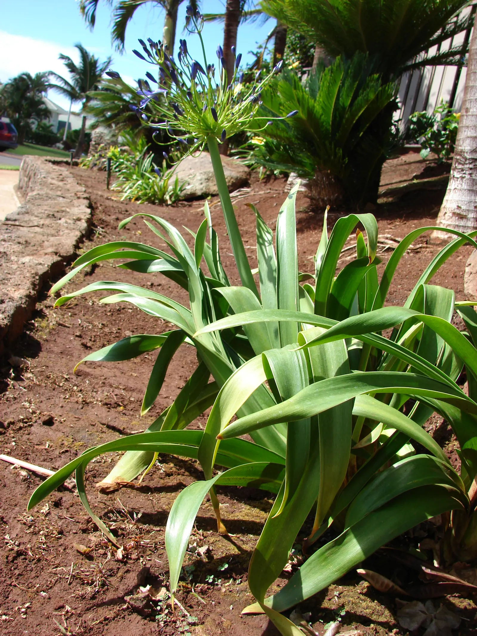 Lily Of The Nile (Agapanthus Praecox Orientalis) — is an eye-catching perennial that brings a touch of exotic elegance to any landscape; is a, image 96