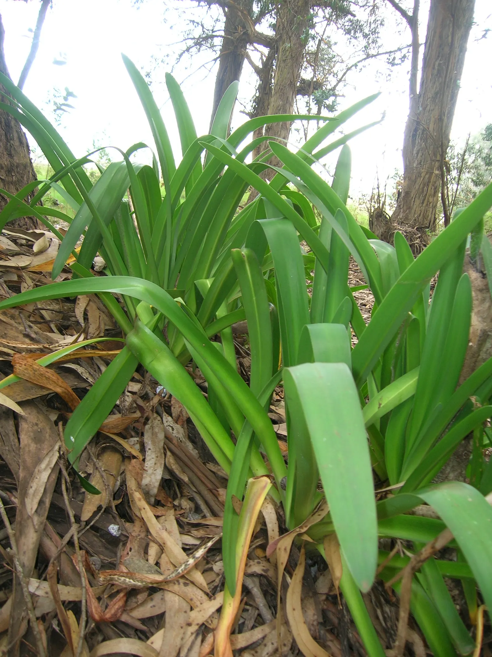 Lily Of The Nile (Agapanthus Praecox Orientalis) — is a perennial boasting lush; the Lily of the Nile should be allotted ample space in the garden design to