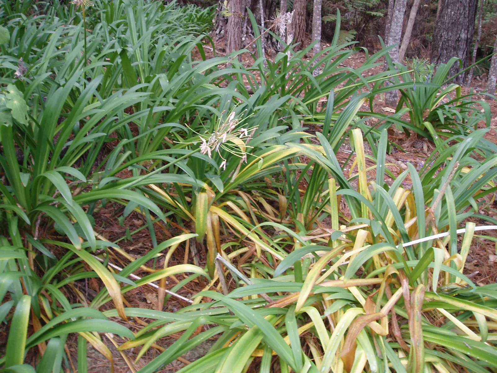 Lily Of The Nile (Agapanthus Praecox Orientalis) — thriving in full sun to partial shade; originating from South Africa, image 64
