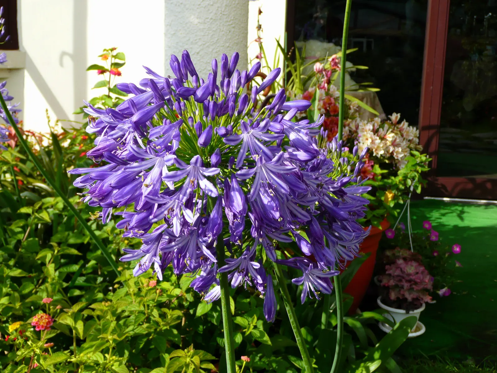 Lily Of The Nile (Agapanthus Praecox Orientalis) — where it will attract butterflies and add dramatic height
