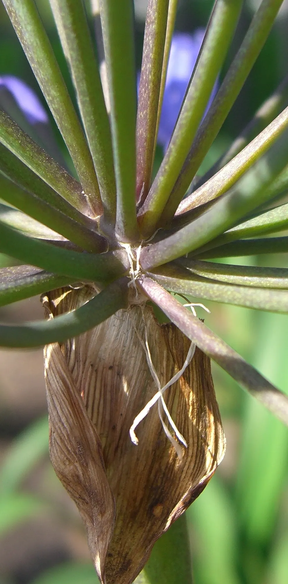 Lily Of The Nile (Agapanthus Praecox Orientalis) — Incorporate organic matter to enrich nutrient content; regular watering will ensure optimal, image 107