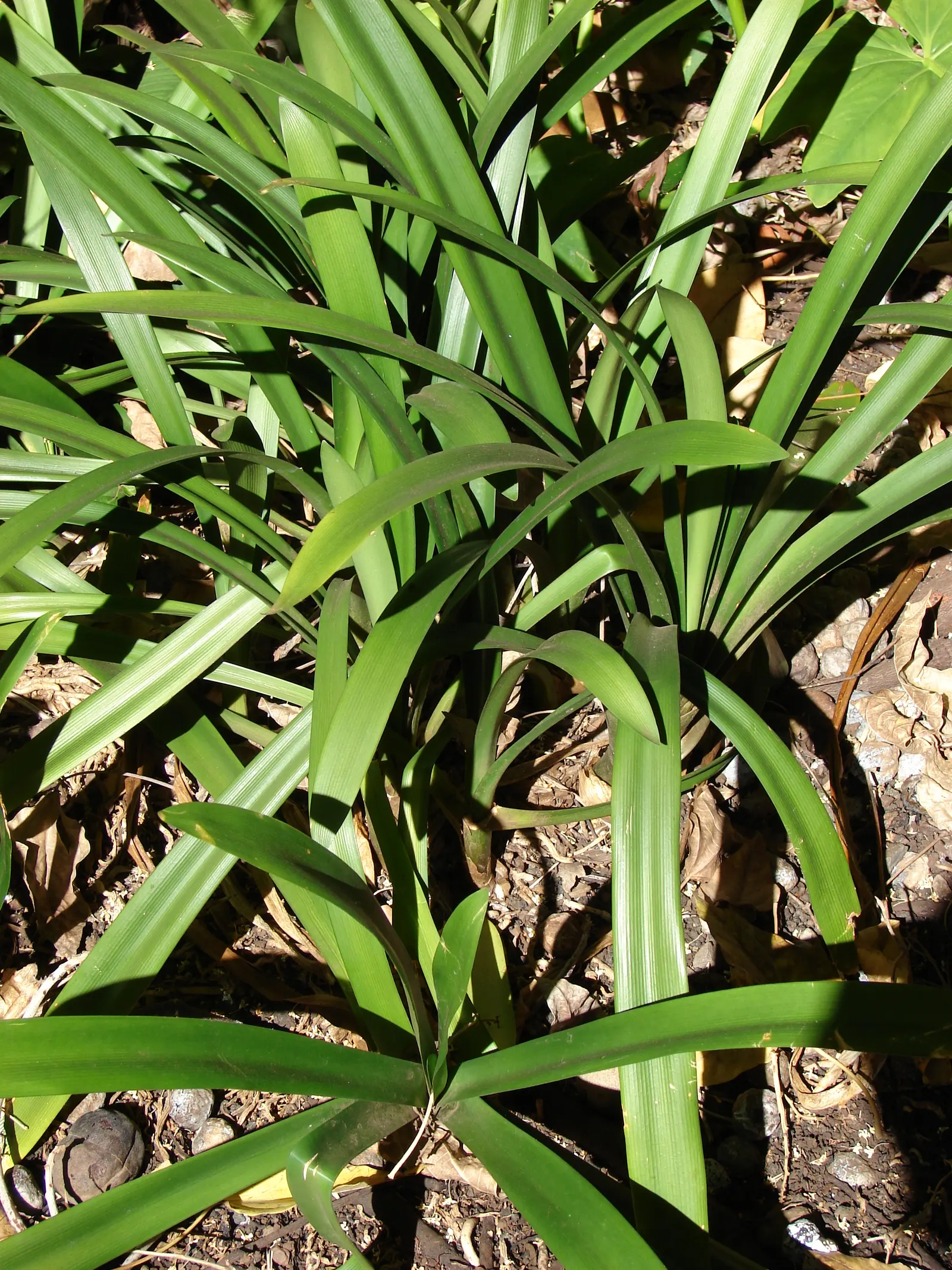 Lily Of The Nile (Agapanthus Praecox Orientalis) — strap-shaped leaves up to 2 feet long; with each stalk potentially bearing 20 to 100 individual, image 90
