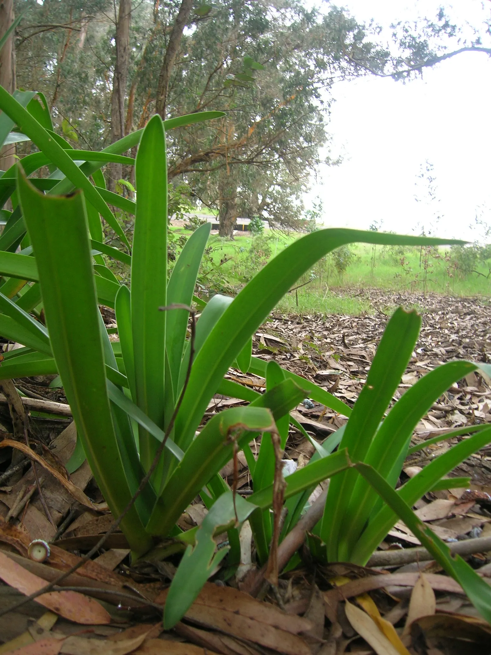 Lily Of The Nile (Agapanthus Praecox Orientalis) — well-draining soil with a pH between 6.0 and 8.0