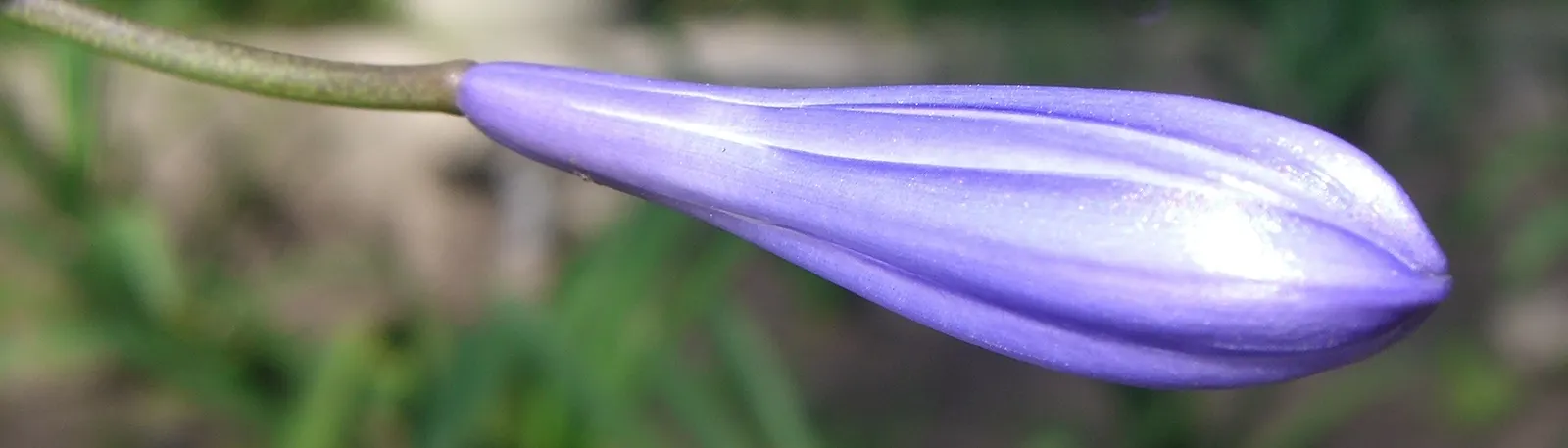 Lily Of The Nile (Agapanthus Praecox Orientalis) — this species truly captivates with its striking; ideal for borders and container planting, image 72