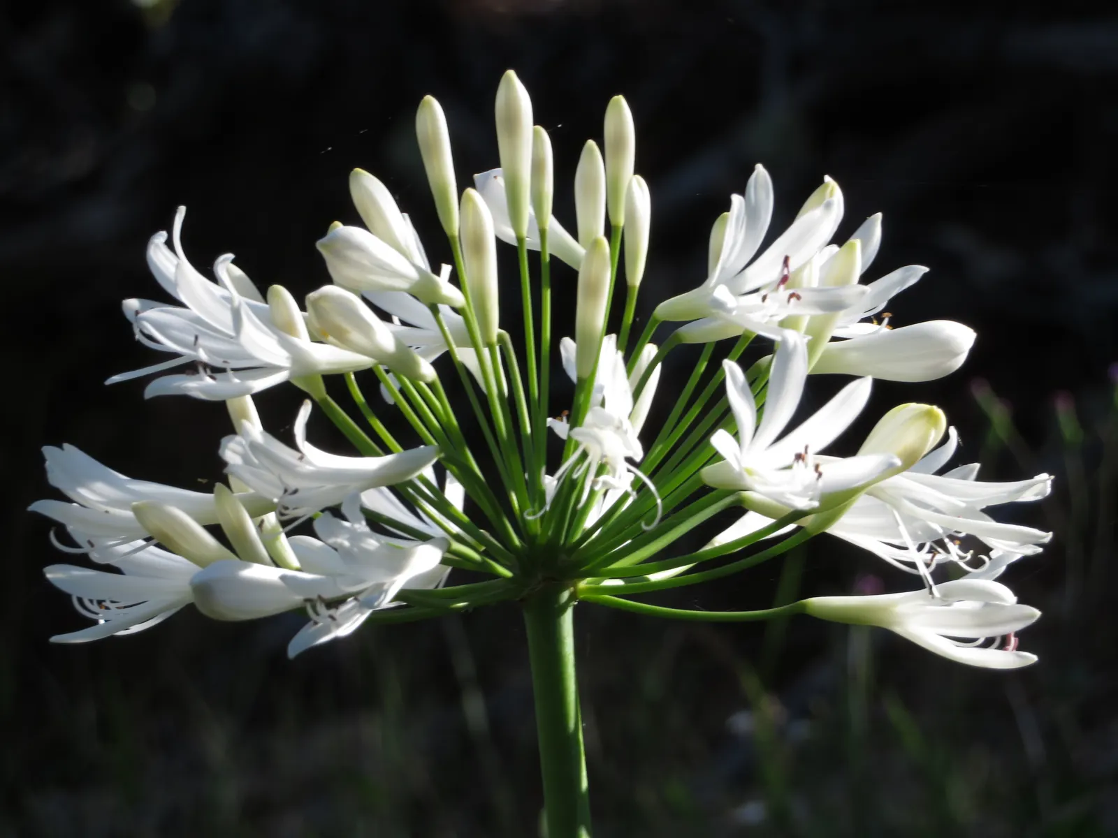 Lily Of The Nile (Agapanthus Praecox Orientalis) — Regular watering will ensure optimal growth, although mature plants exhibit drought tolerance, image 108