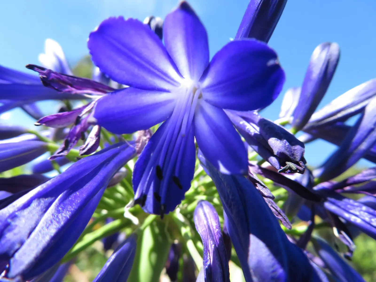 Lily Of The Nile (Agapanthus Praecox Orientalis) — flowering focal point in any garden composition