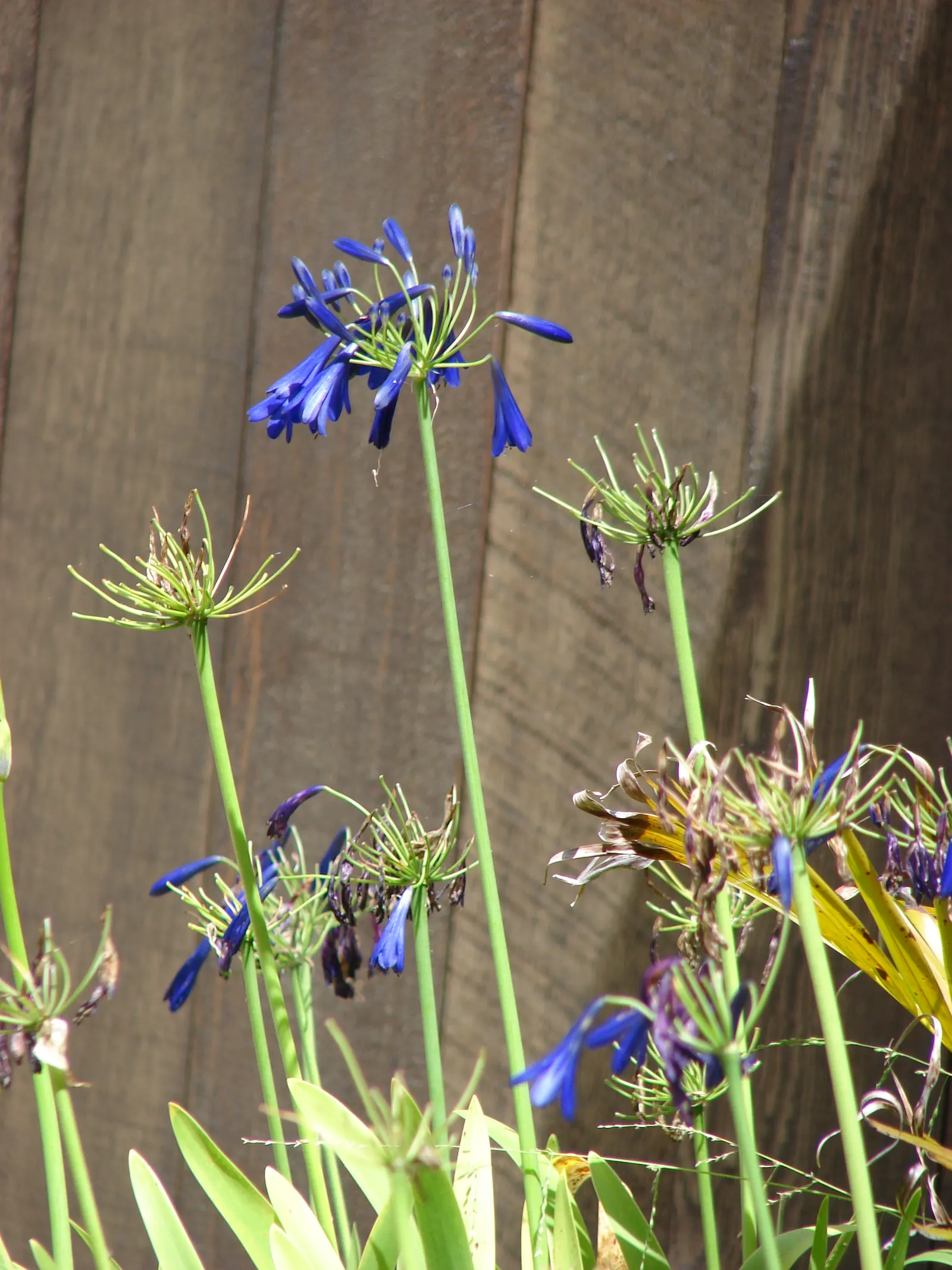 Lily Of The Nile (Agapanthus Praecox Orientalis) — Ideal for borders and container planting; where it will attract butterflies and add dramatic, image 66