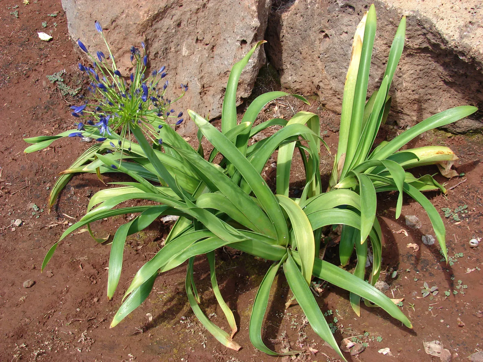 Lily Of The Nile (Agapanthus Praecox Orientalis) — Its cut flowers also make a stunning addition to floral arrangements