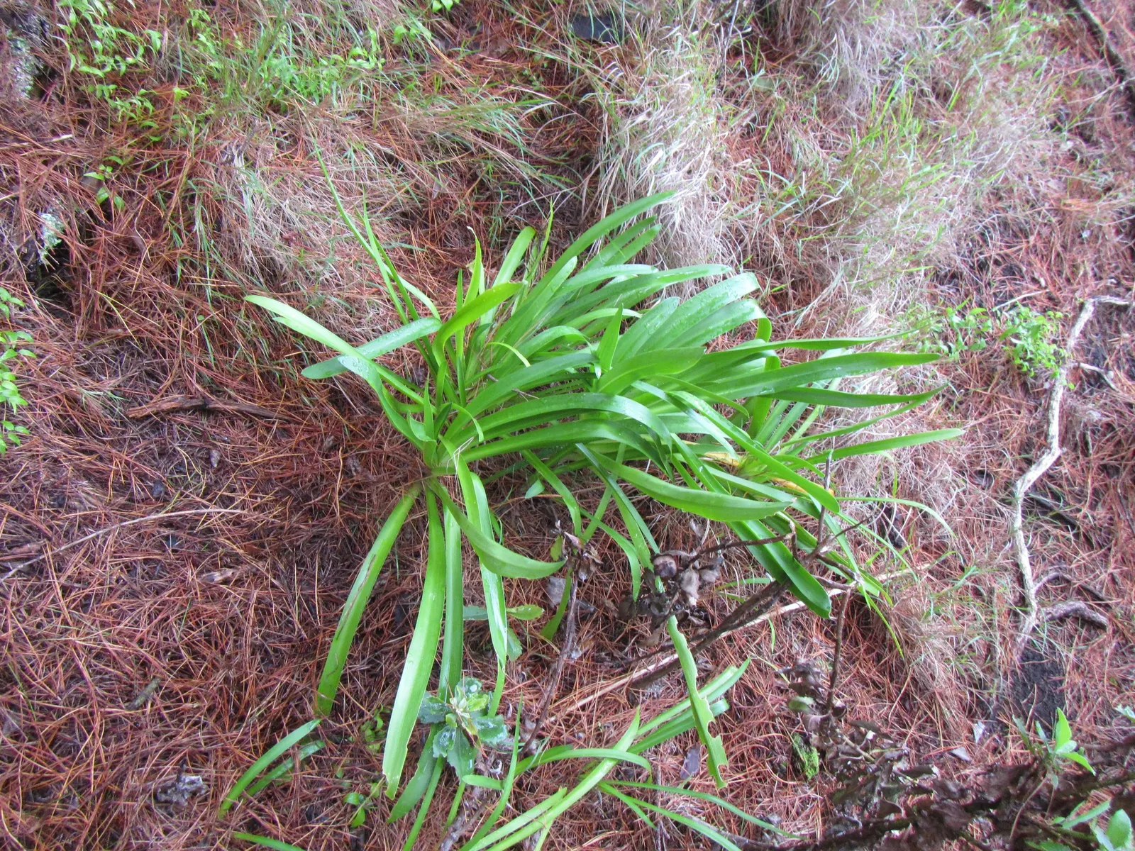Lily Of The Nile (Agapanthus Praecox Orientalis) — ground cover / perennial with blue blooms; well-draining soil with a pH between 6.0 and 8.0, image 86