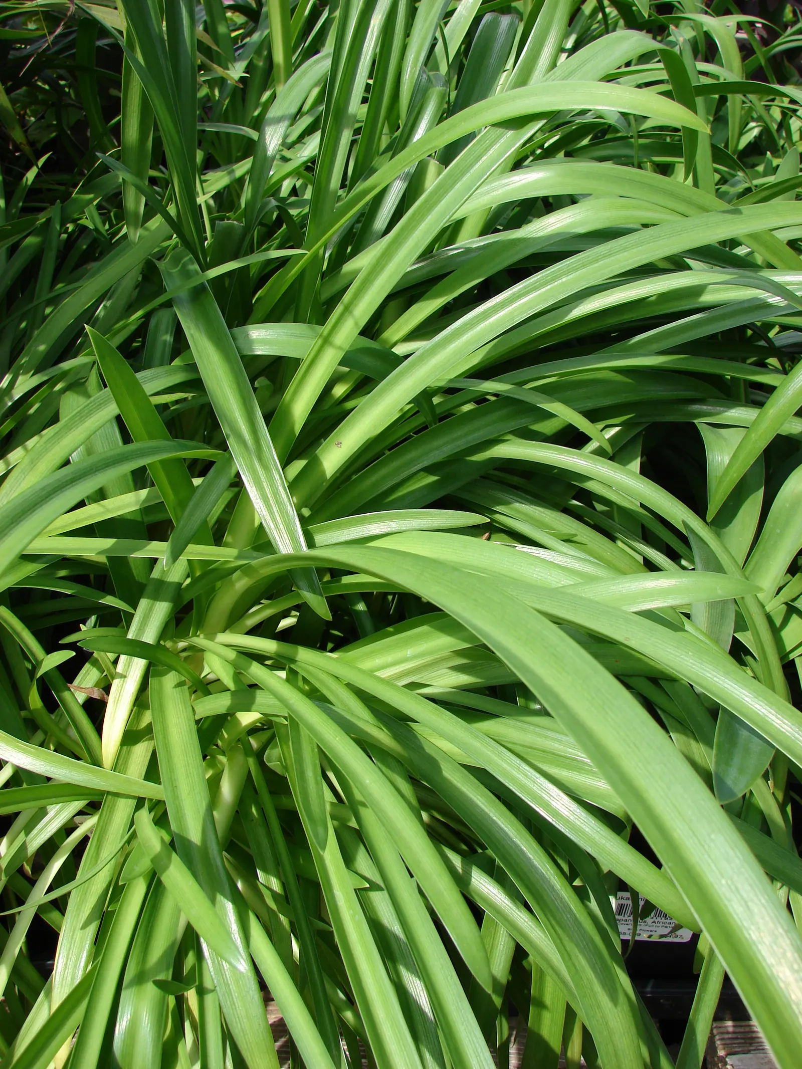 Lily Of The Nile (Agapanthus Praecox Orientalis) — blue to violet flowers on stalks reaching up to 4 feet tall; strap-shaped leaves up to 2 feet long