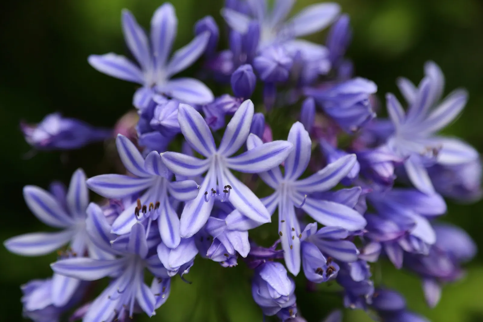 Lily Of The Nile (Agapanthus Praecox Orientalis) — can span up to 6 inches across and rise up to 4 feet tall; ground cover / perennial for full or, image 133