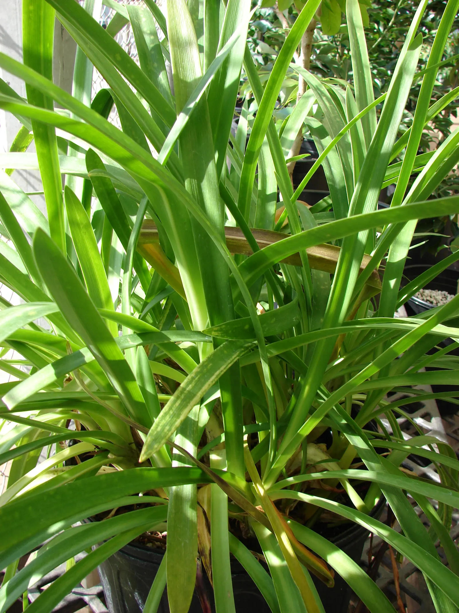 Lily Of The Nile (Agapanthus Praecox Orientalis) — the Lily of the Nile should be allotted ample space in the garden design to accommodate its growth
