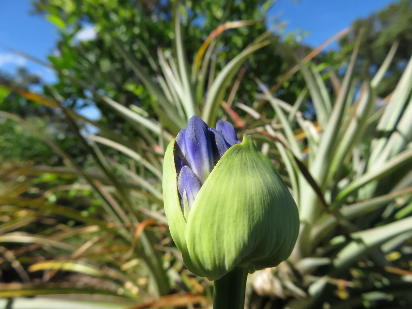 Lily Of The Nile (Agapanthus Praecox Orientalis) — is a perennial boasting lush; the Lily of the Nile should be allotted ample space in the garden, image 89