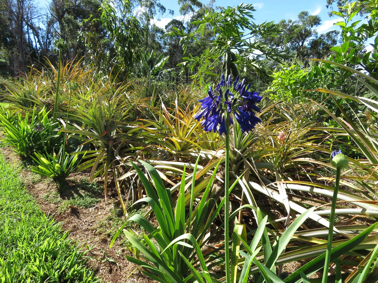 Lily Of The Nile (Agapanthus Praecox Orientalis) — often a vibrant shade of blue or purple; fertilize annually in the spring with a balanced, image 103
