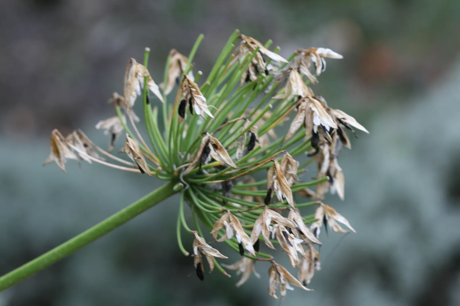 Lily Of The Nile (Agapanthus Praecox Orientalis) — flowering focal point in any garden composition; lush clump that adds texture and greenery, image 110