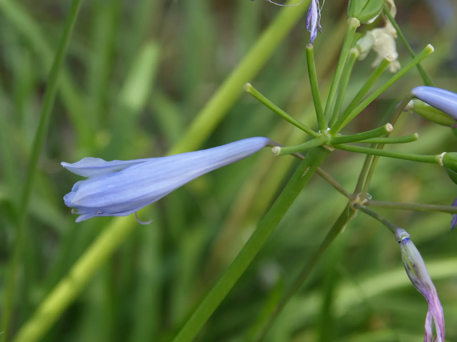 Lily Of The Nile (Agapanthus Praecox Orientalis) — can span up to 6 inches across and rise up to 4 feet tall