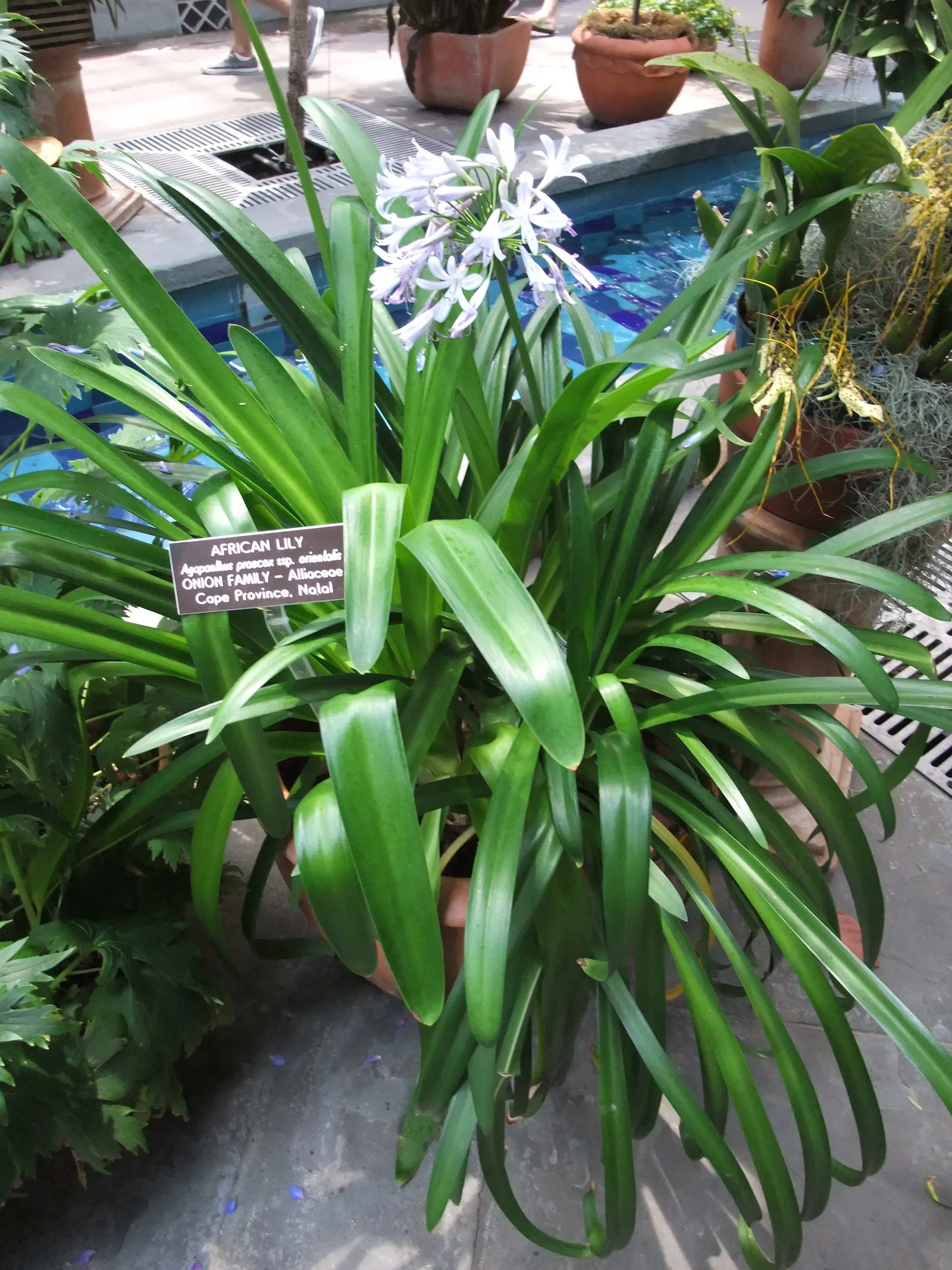 Lily Of The Nile (Agapanthus Praecox Orientalis) — commonly known as Lily of the Nile