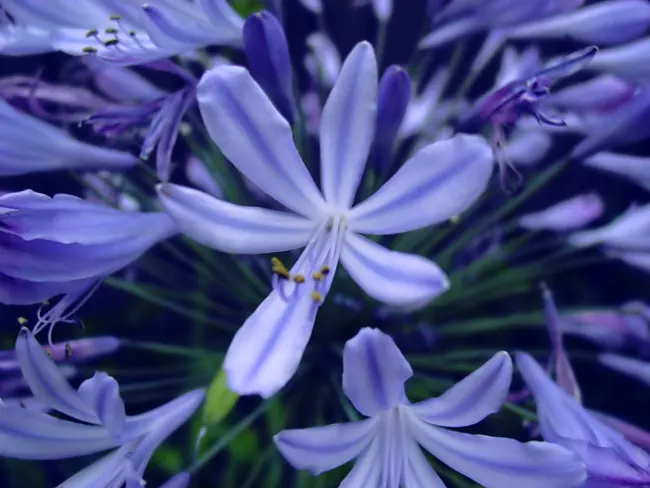 Lily Of The Nile (Agapanthus Praecox Orientalis) — offering a piece of garden beauty indoors