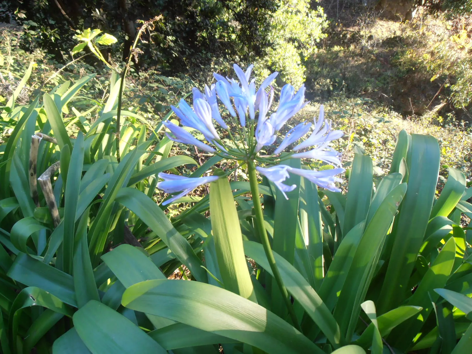 Lily Of The Nile (Agapanthus Praecox Orientalis) — well-draining soil with a pH between 6.0 and 8.0; this species truly captivates with its striking