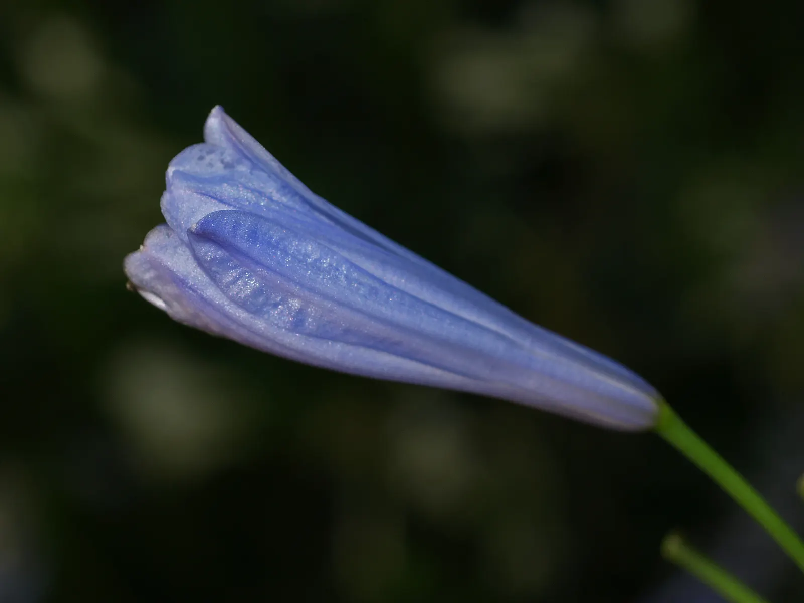 Lily Of The Nile (Agapanthus Praecox Orientalis) — strap-shaped leaves up to 2 feet long; with each stalk potentially bearing 20 to 100 individual