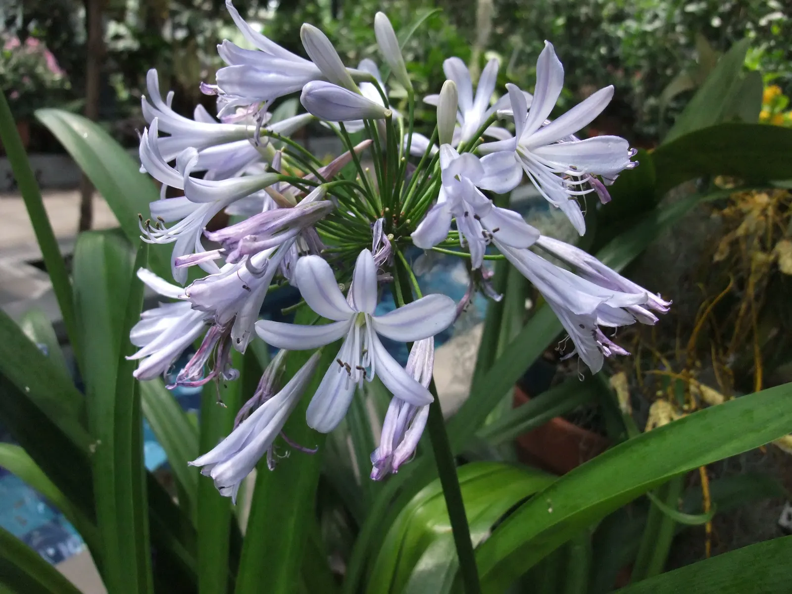 Lily Of The Nile (Agapanthus Praecox Orientalis) — lush clump that adds texture and greenery year-round.<br><br>Come summertime; commonly known as Lily of the