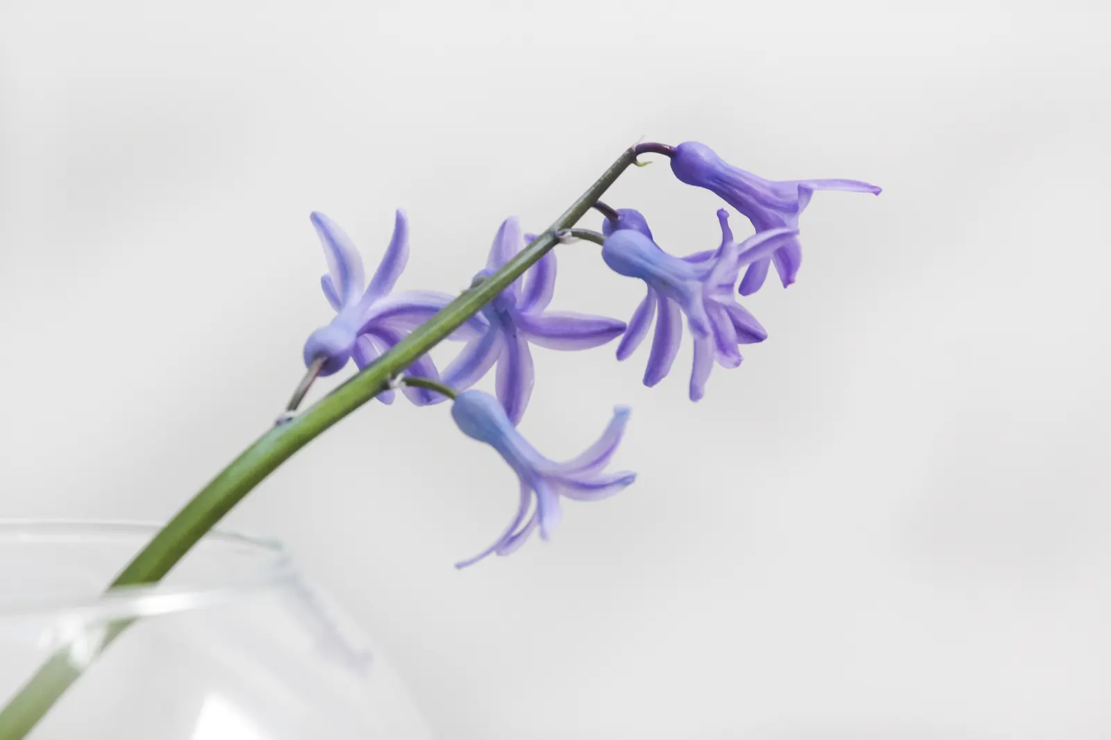 Lily Of The Nile (Agapanthus Praecox Orientalis) — evergreen leaves form a dense; flowering focal point in any garden composition