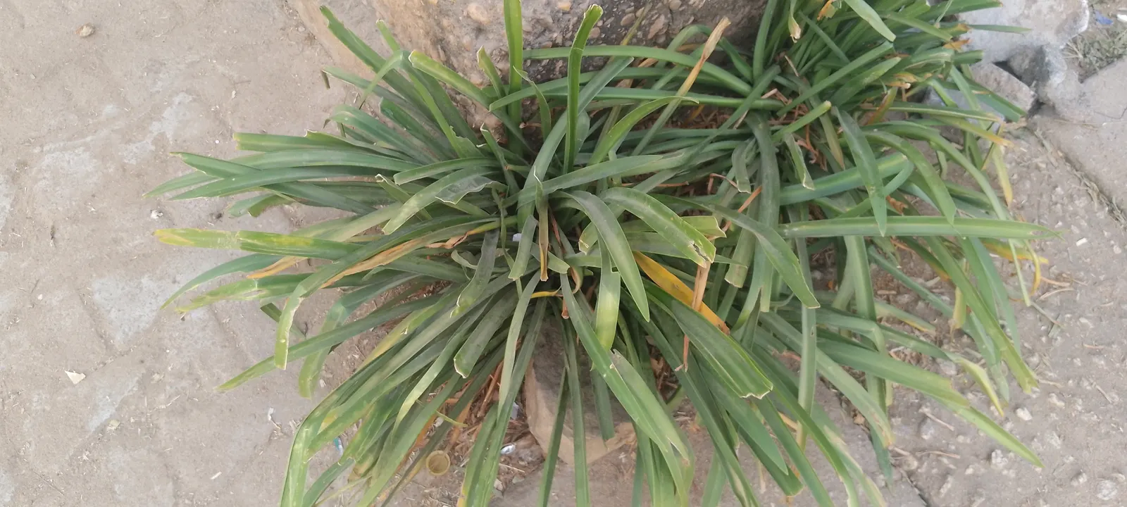 Lily Of The Nile (Agapanthus Praecox Orientalis) — can span up to 6 inches across and rise up to 4 feet tall; ground cover / perennial for full or half