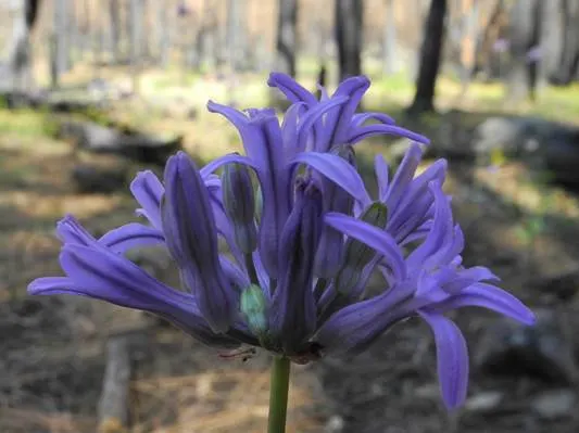 Lily Of The Nile (Agapanthus Praecox Orientalis) — with each stalk potentially bearing 20 to 100 individual flowers.<br><br>For best results; hardy in Zones