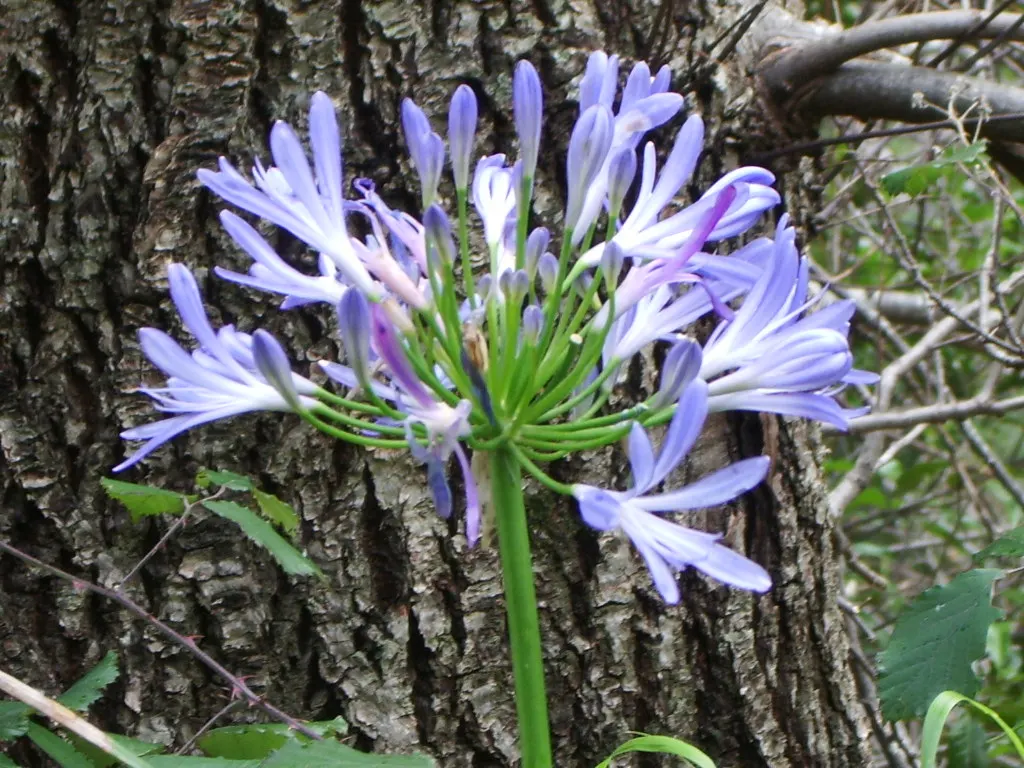 Lily Of The Nile (Agapanthus Praecox Orientalis) — Regular watering will ensure optimal growth, although mature plants exhibit drought tolerance; ground cover
