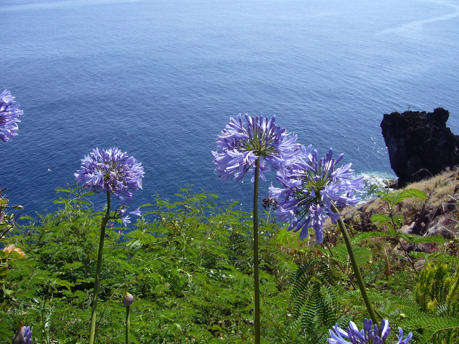 Lily Of The Nile (Agapanthus Praecox Orientalis) — this species truly captivates with its striking; ideal for borders and container planting