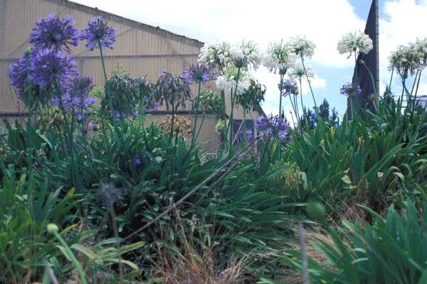 Lily Of The Nile (Agapanthus Praecox Orientalis) — Hardy in Zones 8-10, this plant demands well-drained soil and moderate water, with reduced, image 123