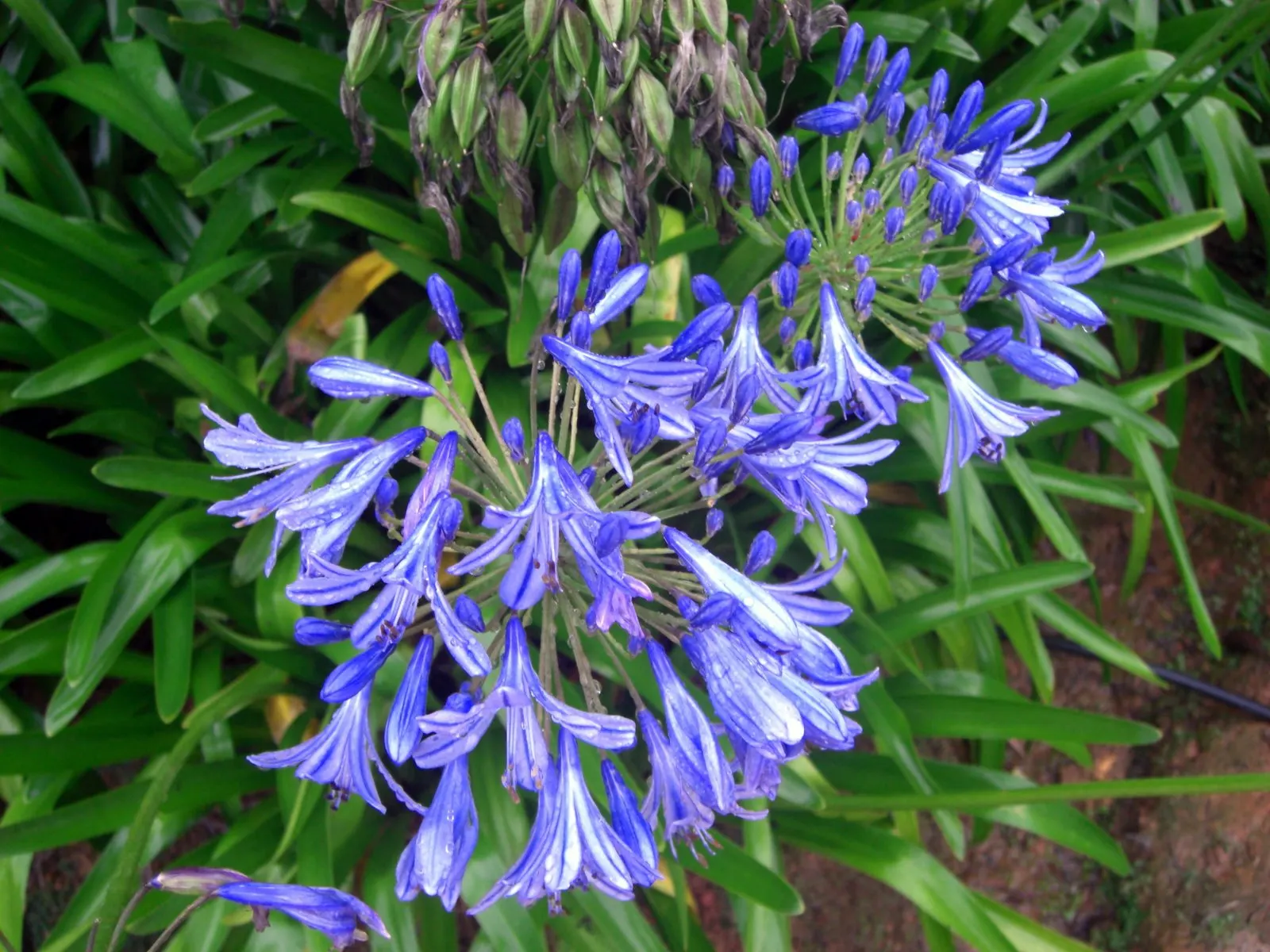 Lily Of The Nile (Agapanthus Praecox Orientalis) — the Lily of the Nile should be allotted ample space in the garden design to accommodate its growth; often a