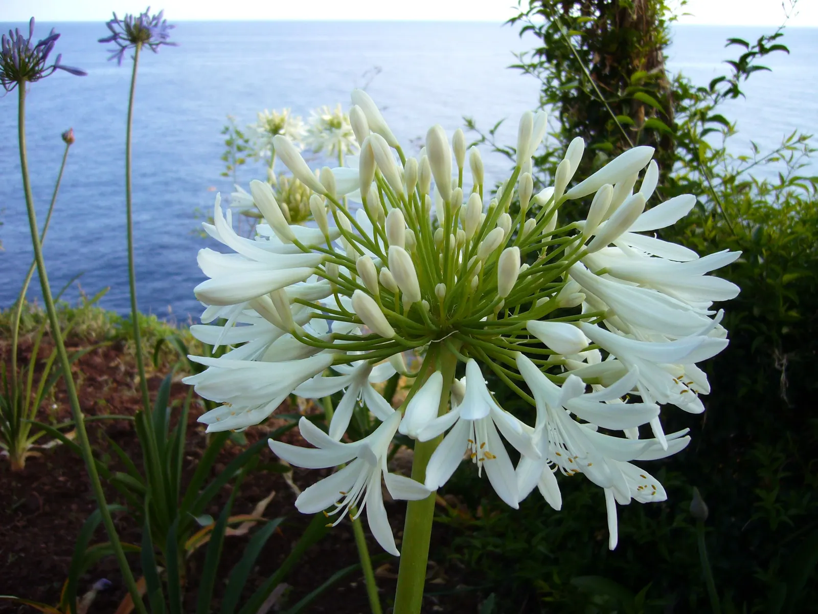 Lily Of The Nile (Agapanthus Praecox Orientalis) — Originating from South Africa; is an eye-catching perennial that brings a touch of exotic elegance to any