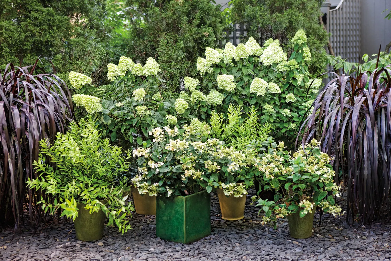 Fairytrail® White Cascade Hydrangea (Hydrangea x) — with arching green stems lined in white mophead blooms each spring