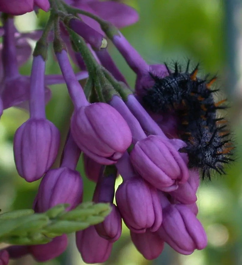 California Lilac (Ceanothus 'Gloire De Versailles') — This deciduous shrub matures to about 6 feet in height and spread, demanding full sun for optimal