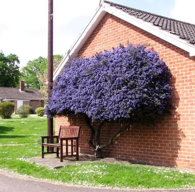 California Lilac (Ceanothus 'Gloire De Versailles') — is a striking deciduous shrub that is revered for its stunning display of powdery blue blossoms