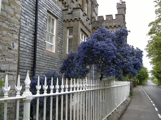California Lilac (Ceanothus 'Gloire De Versailles') — Ideal for adding bursts of color to mixed borders or as an informal hedge