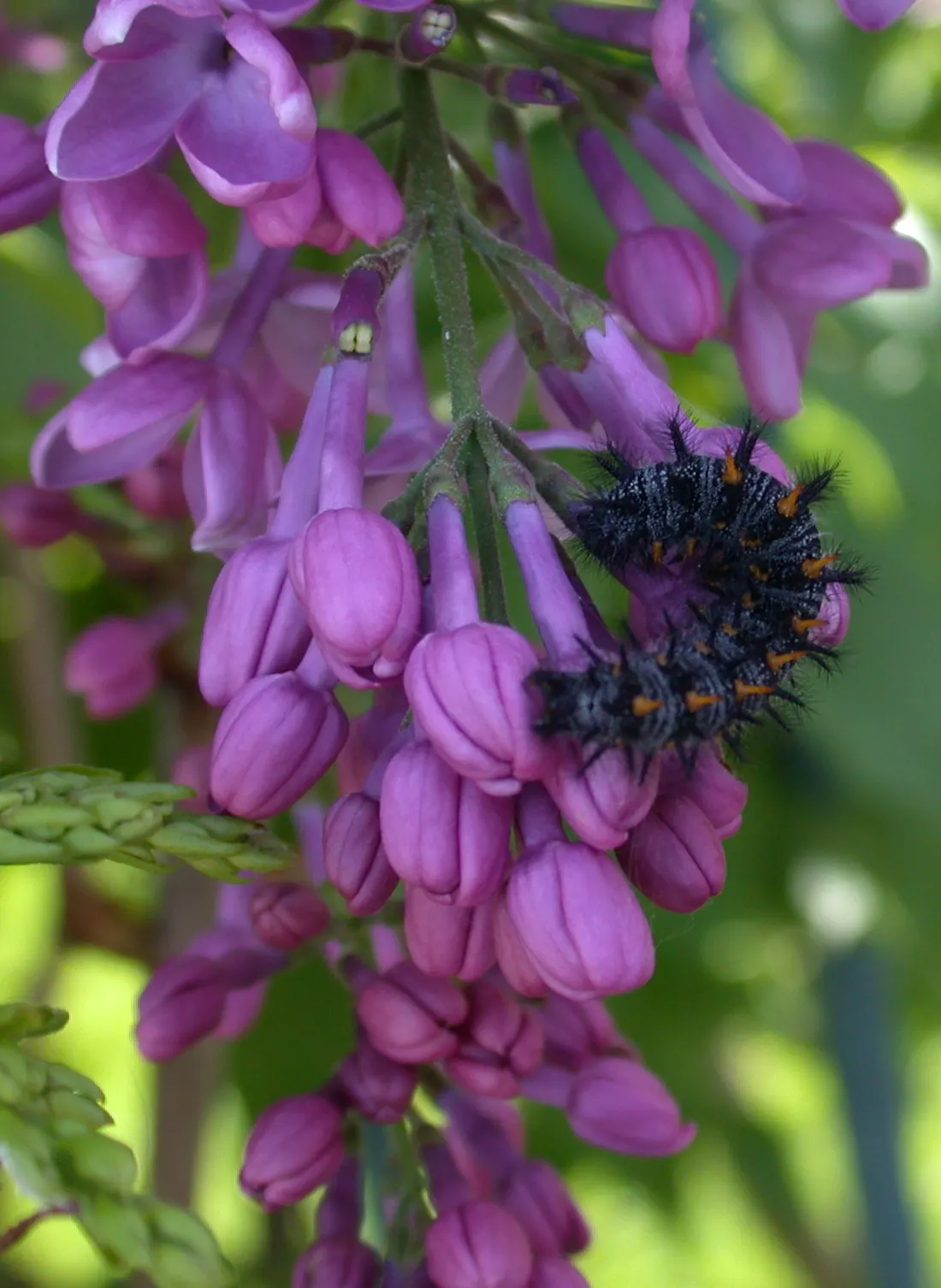 California Lilac (Ceanothus 'Gloire De Versailles') — Prune lightly in early spring to maintain shape