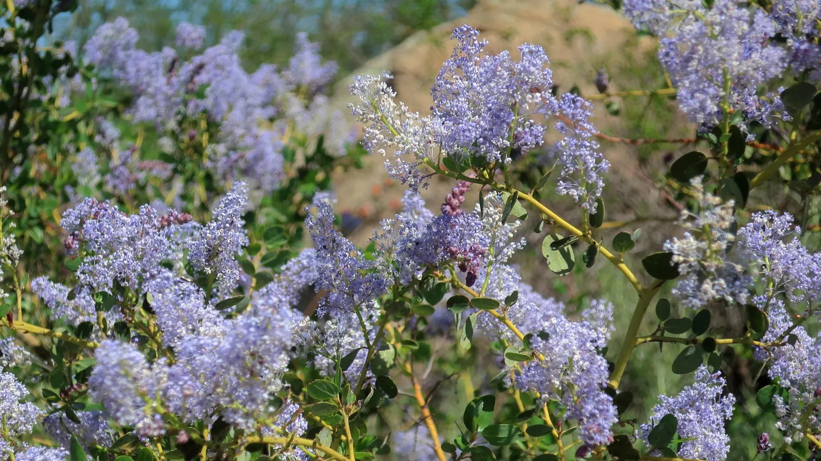 California Lilac (Ceanothus 'Gloire De Versailles') — which typically takes one to two growing seasons.<br><br>One of the more manageable Ceanothus varieties