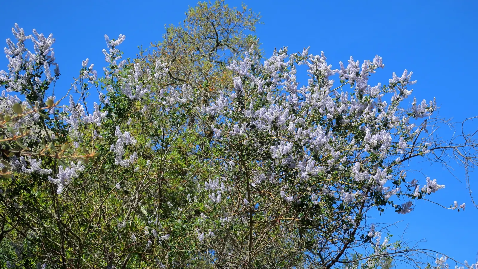 California Lilac (Ceanothus 'Gloire De Versailles') — An optimal choice for water-wise gardens
