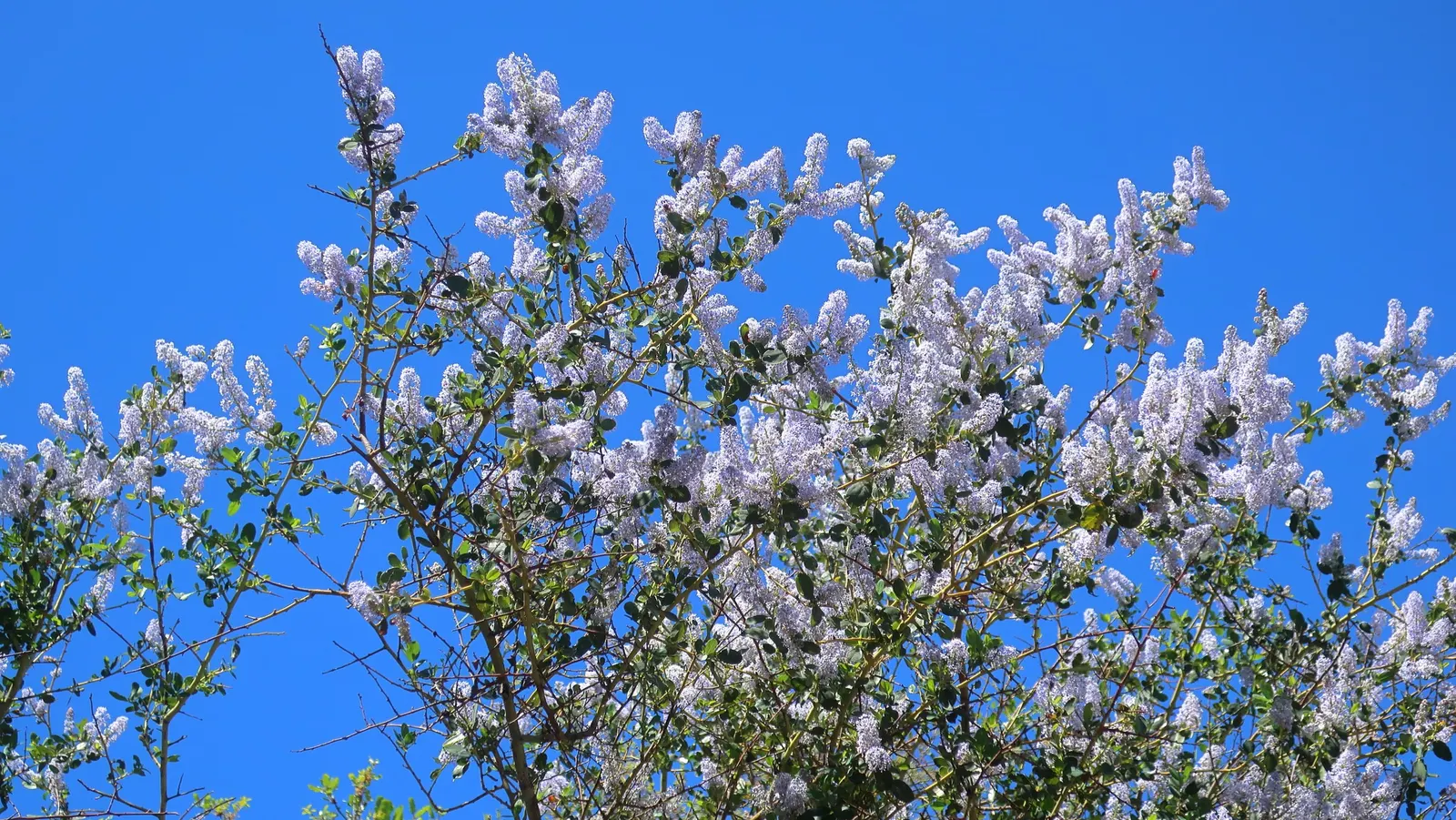 California Lilac (Ceanothus 'Gloire De Versailles') — inviting a lively pollinator presence into your garden.<br><br>Integral to a successful growth