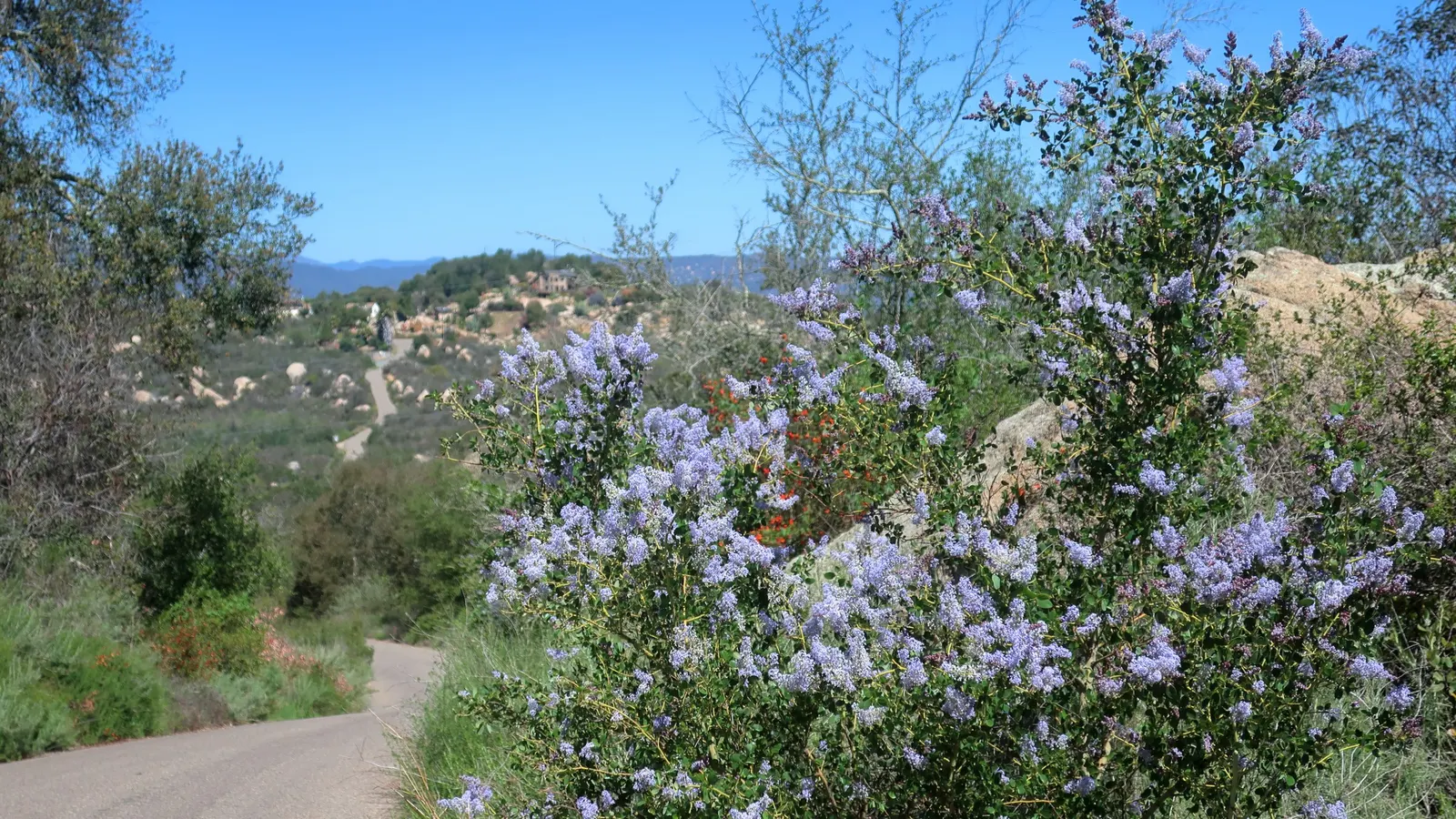 California Lilac (Ceanothus 'Gloire De Versailles') — offers remarkable powder-blue blooms from July through September