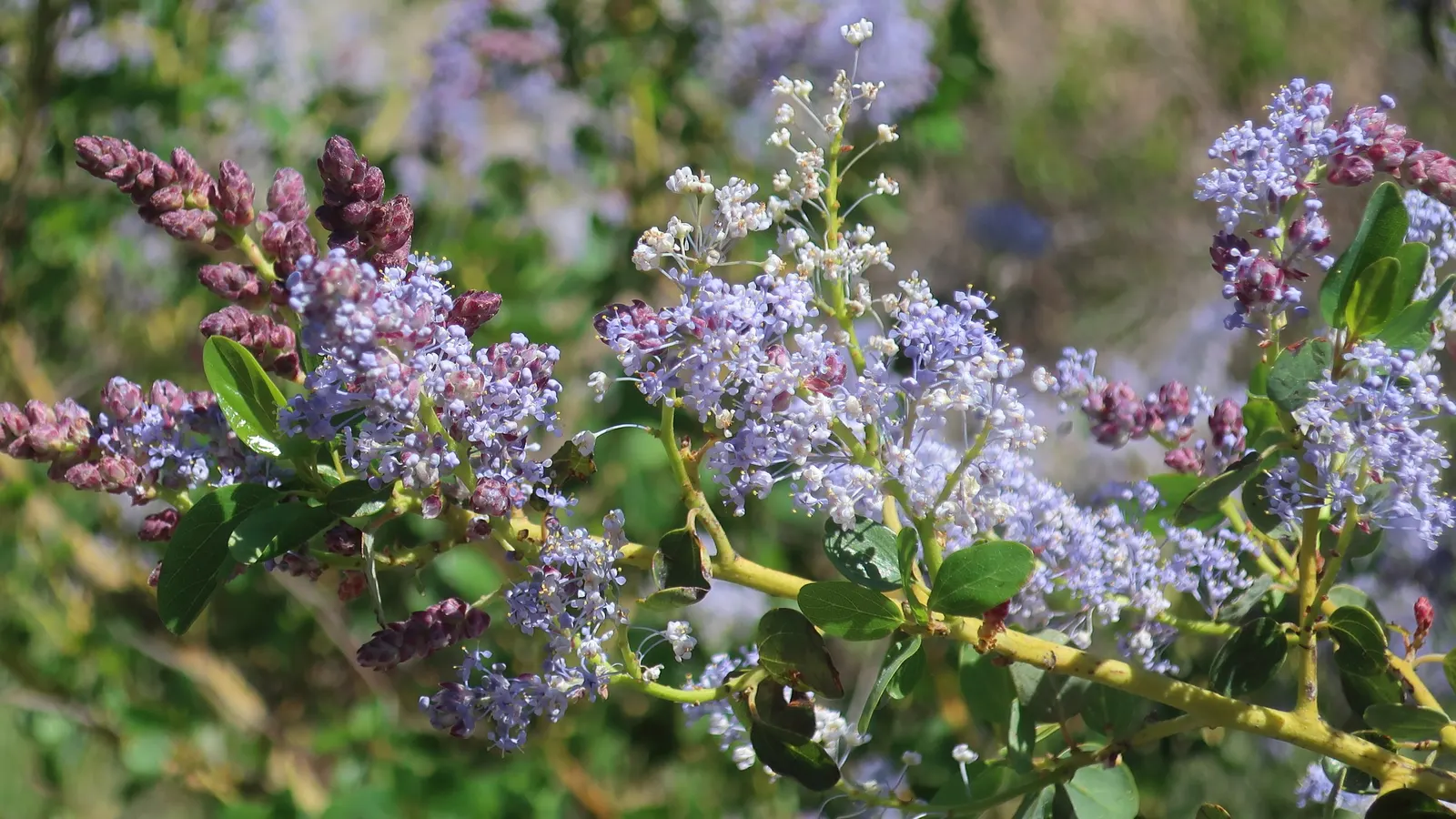 California Lilac (Ceanothus 'Gloire De Versailles') — this species reaches an average size of 6 feet in both height and width