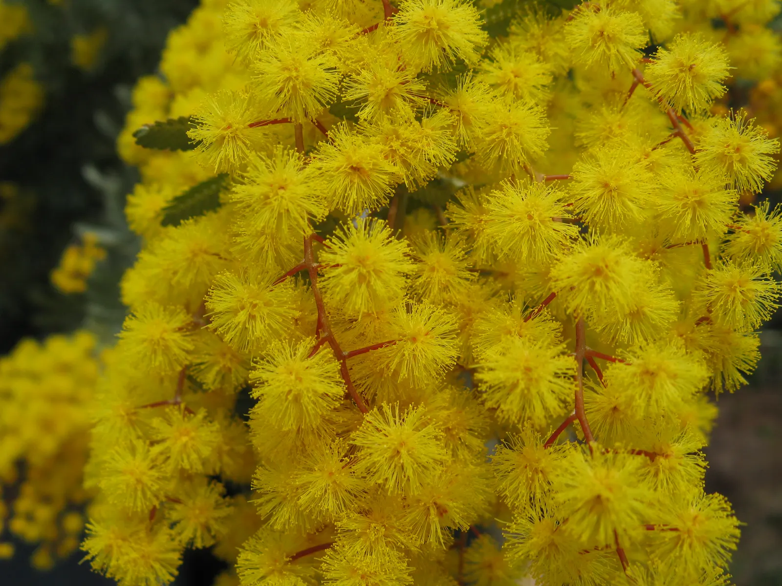 Fernleaf Acacia (Acacia Baileyana) — ensuring its suitability for both residential landscapes and public spaces