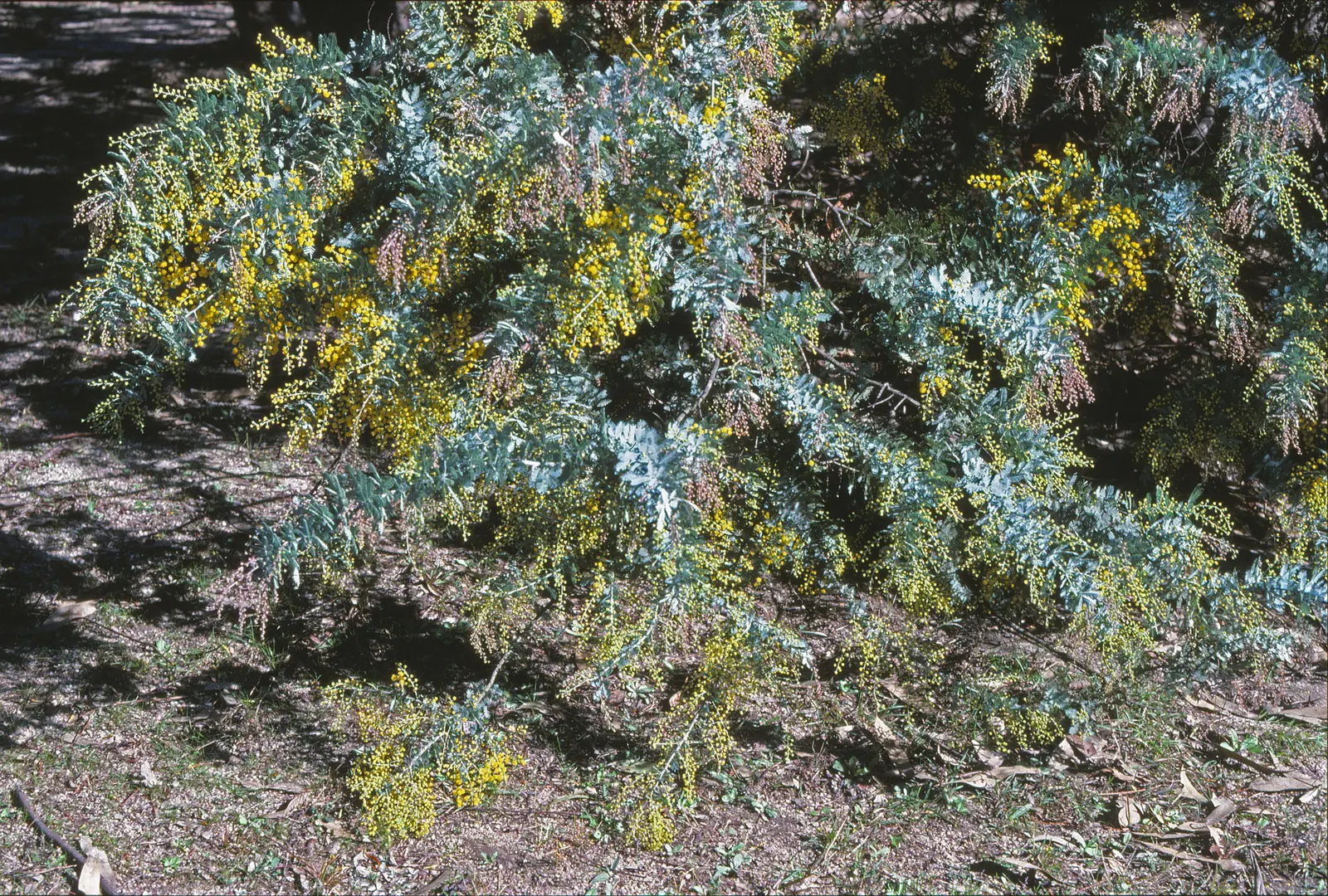 Fernleaf Acacia (Acacia Baileyana) — exhibits notable drought tolerance