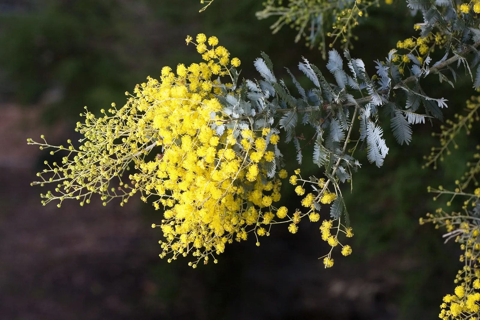 Fernleaf Acacia (Acacia Baileyana) — yellow flowers in the garden