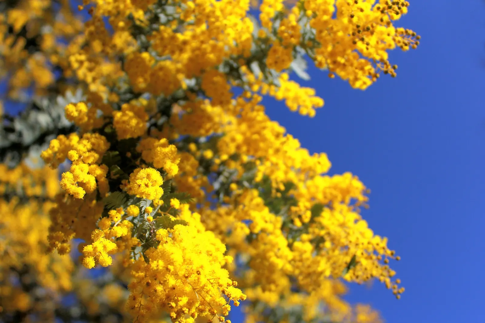 Fernleaf Acacia (Acacia Baileyana) — so placement away from pools or outdoor dining areas can minimize maintenance.<br><br>Furthermore