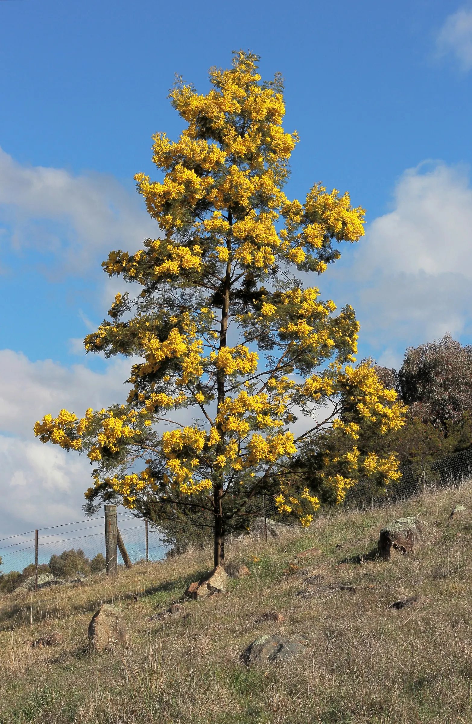 Fernleaf Acacia (Acacia Baileyana) — with a relatively non-invasive root system