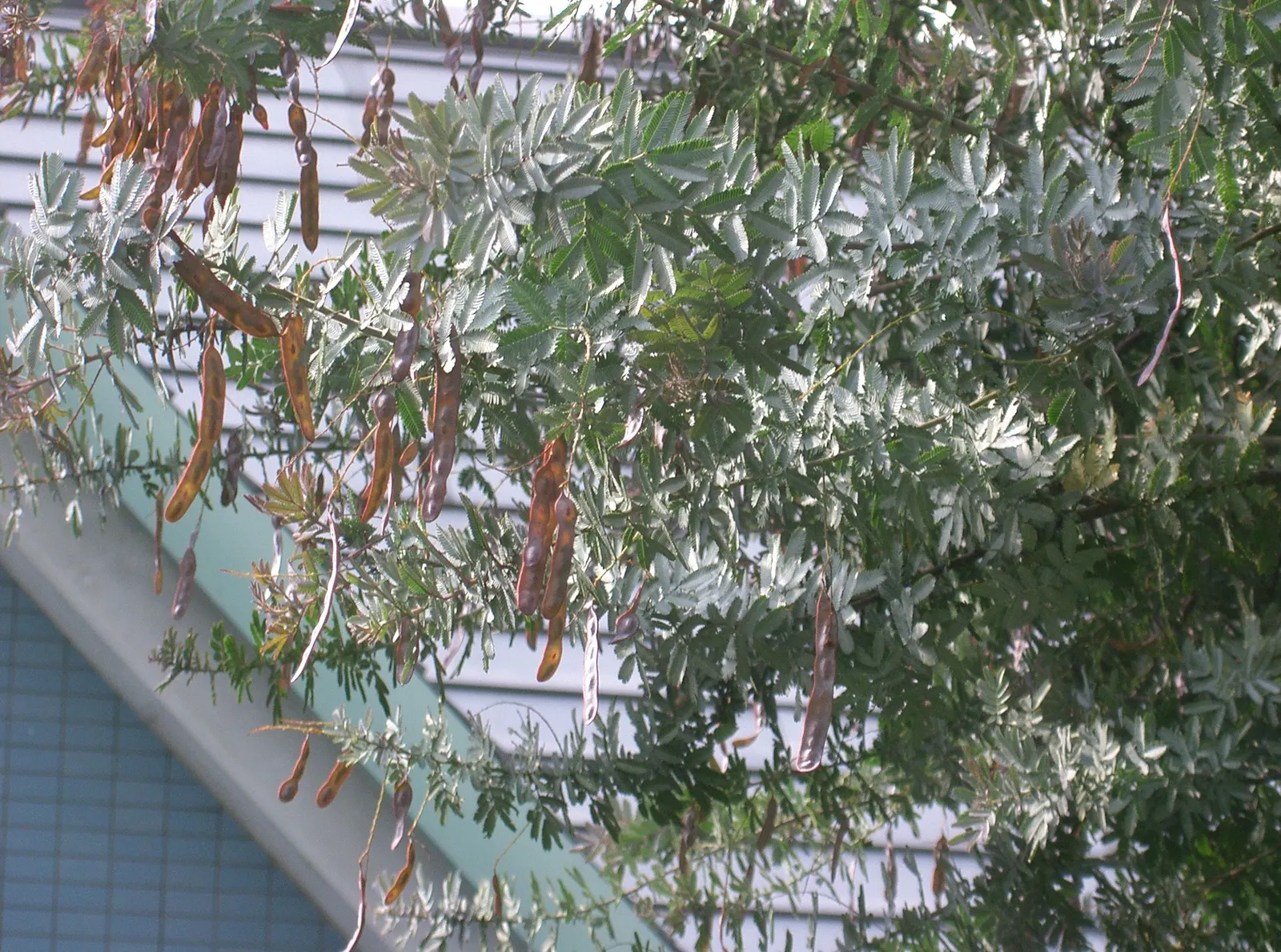 Fernleaf Acacia (Acacia Baileyana) — airy character is desired.<br><br>Adaptable to a variety of soil types